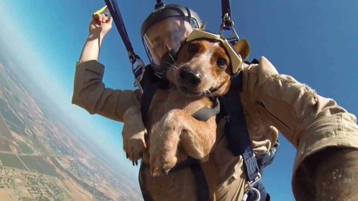 Daredevil Dog Does First Skydive In Style! | TEEM